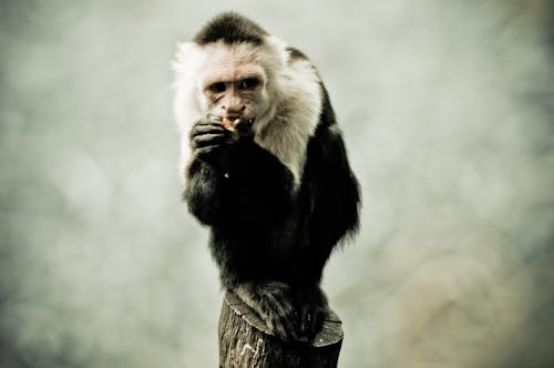 Free stock photo of animal, animal photography, ape