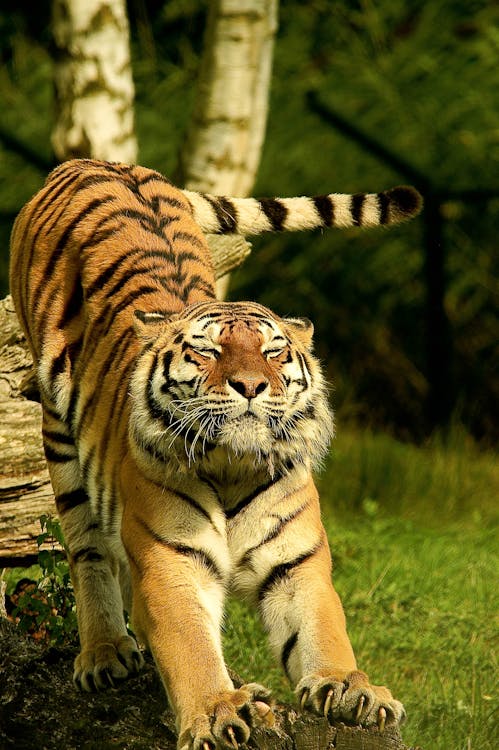 Free Tiger in Shallow Photo Stock Photo