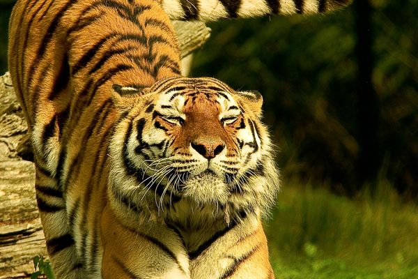 Ranthambore Bengal Tiger