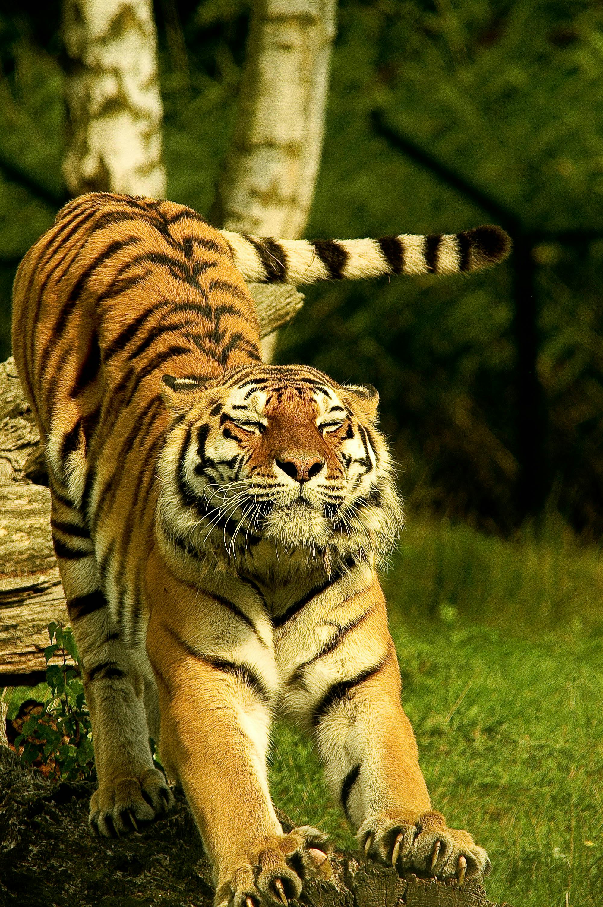 animal photography hd