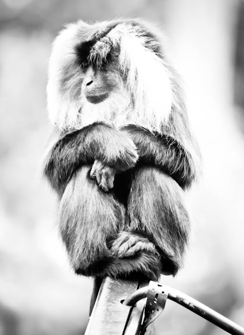 Gratis lagerfoto af abe, dyr, dyrefotografering