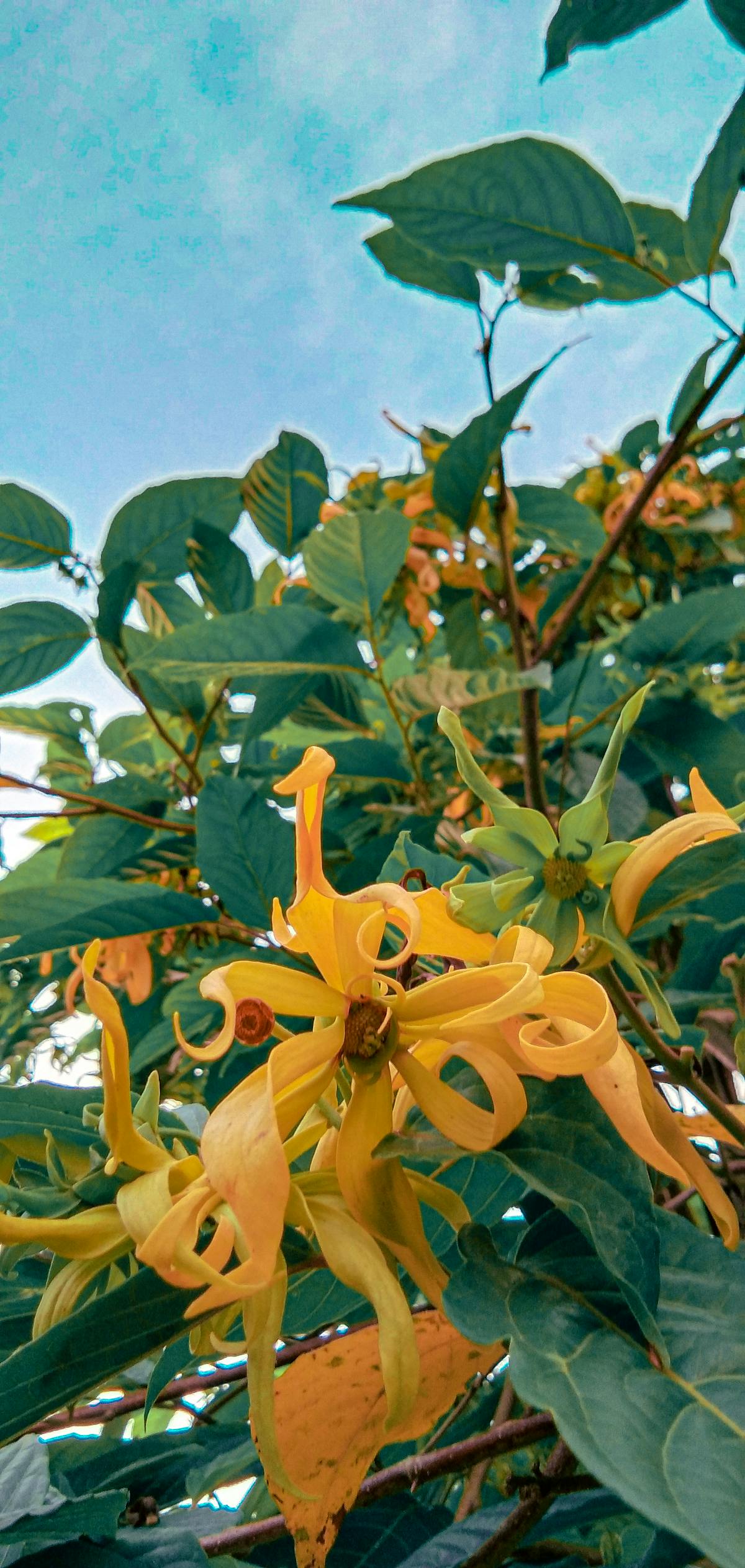 Jars of homemade fermented vegetables on a kitchen counter