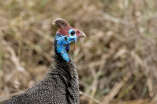 Fotos de stock gratuitas de ave de caza, bokeh, colorido