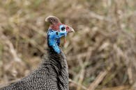 Colorful Bird in Wild Nature