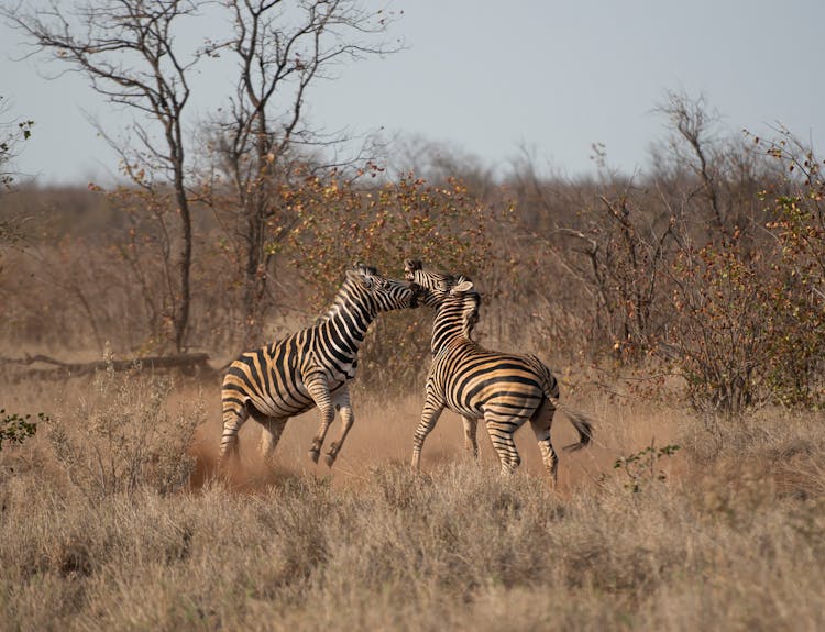 Zebras Fighting In Wild Nature