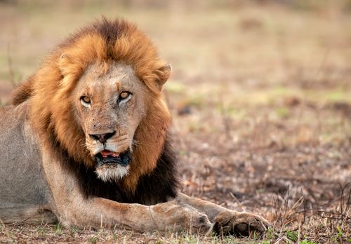 Free Captivating portrait of a male lion lying down, showcasing its majestic mane in a natural habitat. Stock Photo