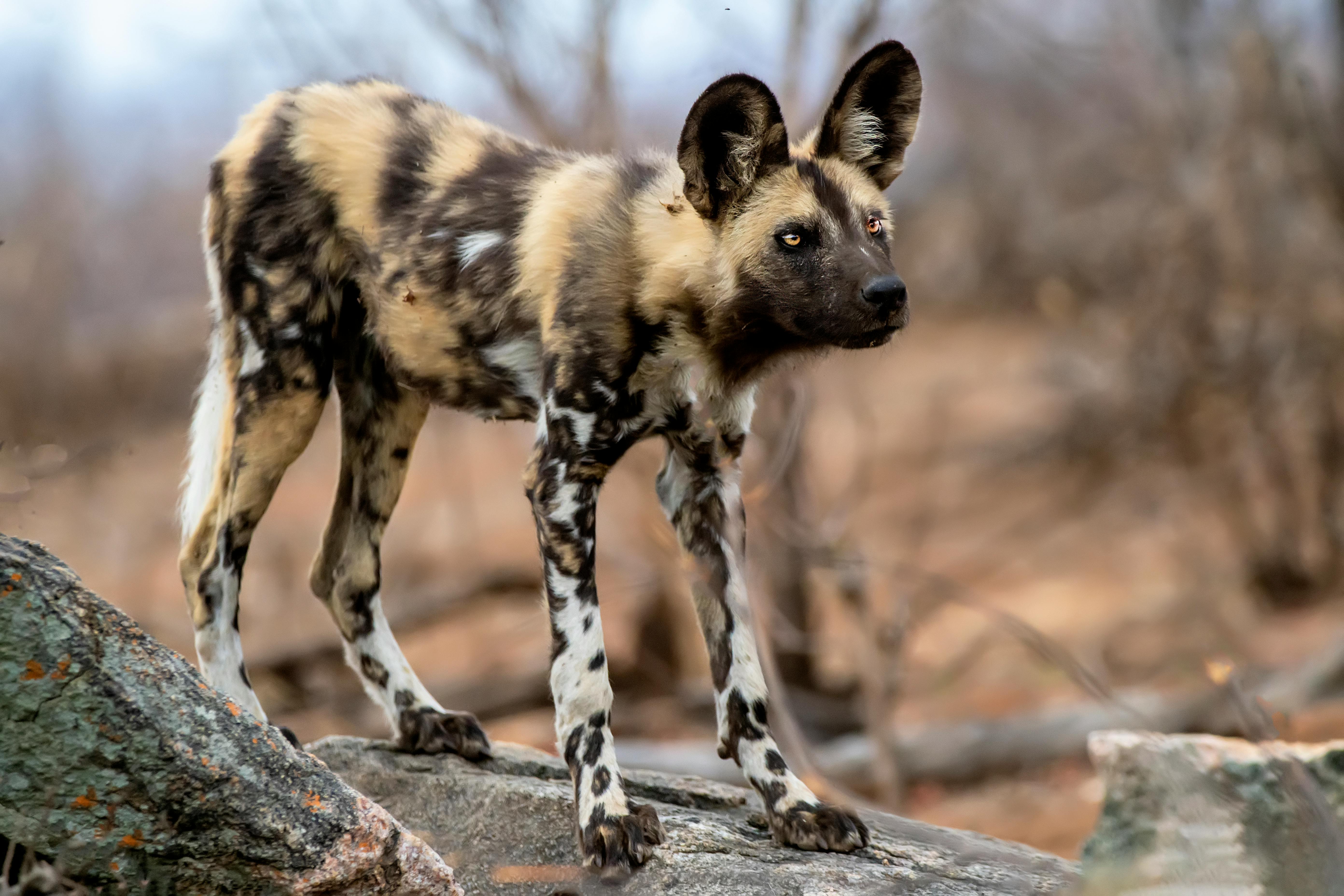 A Fierce-Looking African Wild Dog