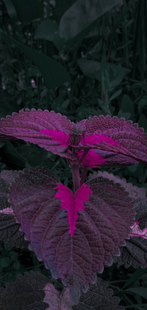 Free stock photo of dark and moody, dark color, dark green plants