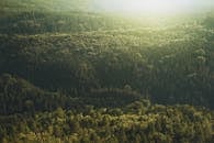 从空中俯瞰，阳光下的广阔常绿森林展现出茂密的绿色植被和针叶树