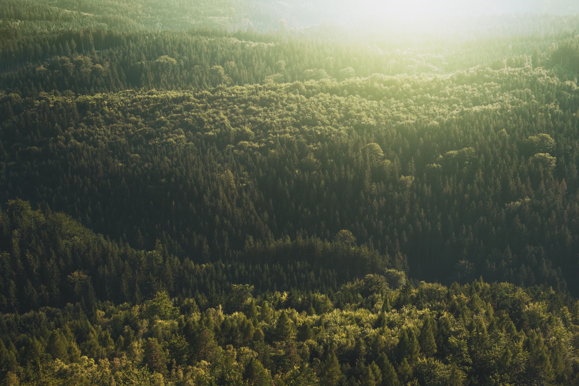 Aerial view of green forest canopy