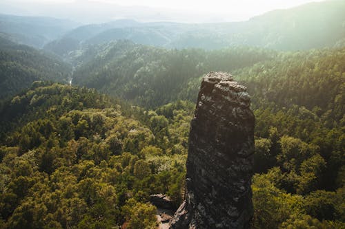 Foto d'estoc gratuïta de a l'aire lliure, amb boira, arbres