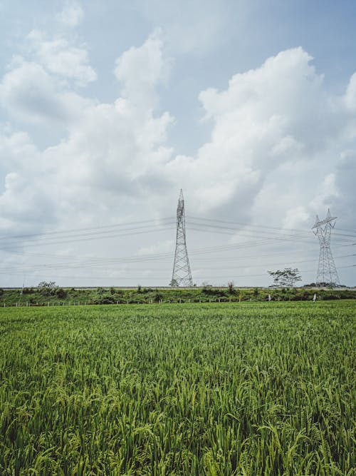 Green agricultural plantation with crops against tall metallic voltage tower connected with electricity wires in farm