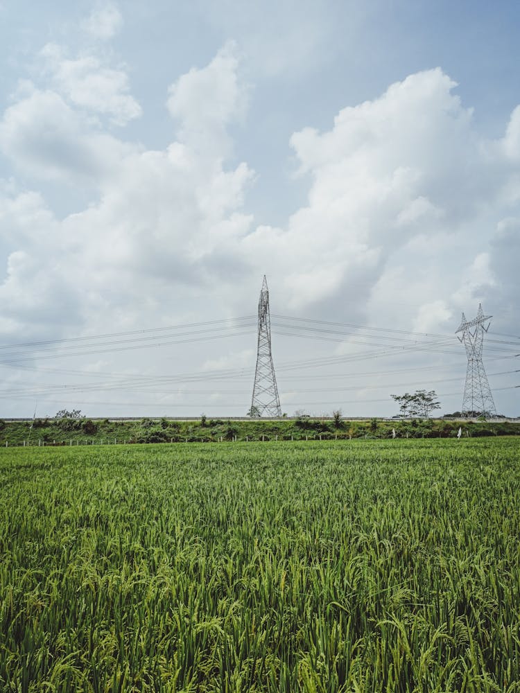 Agricultural Field With Electricity Towers And Cables