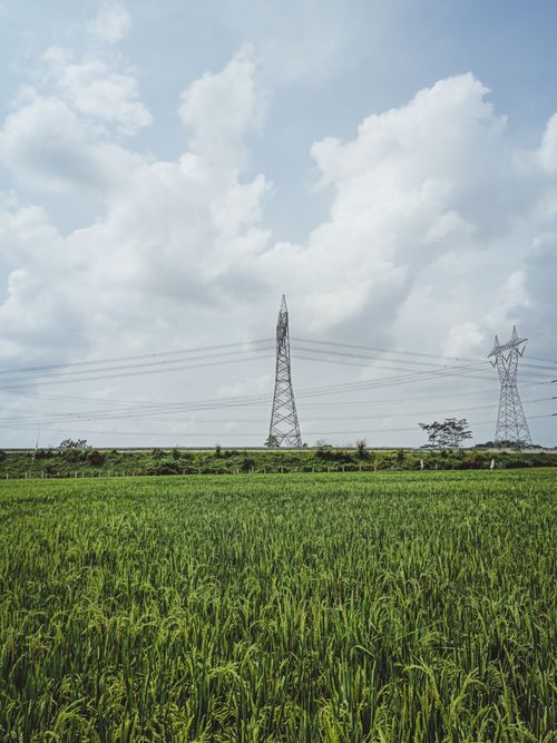 Free Green agricultural plantation with crops against tall metallic voltage tower connected with electricity wires in farm Stock Photo