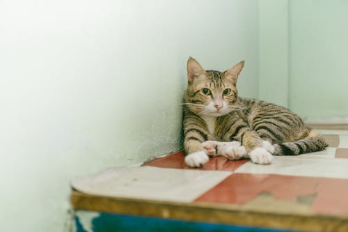 Free Adult Brown Tabby Cat Reclining on Table Stock Photo