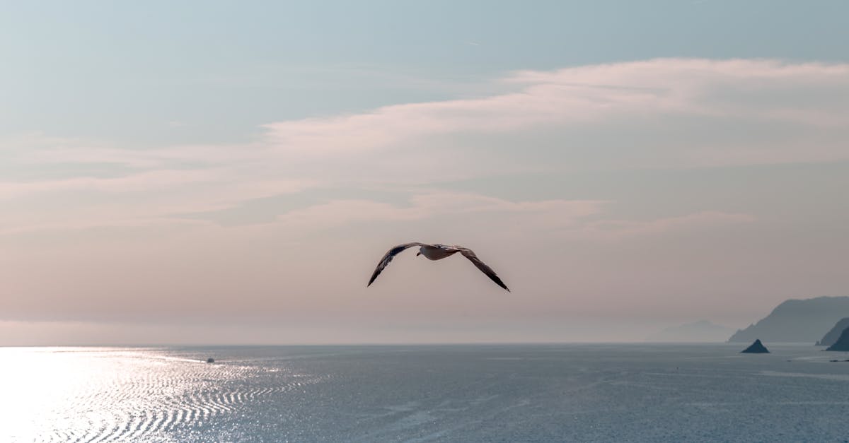 Free stock photo of bird, blue, by the sea
