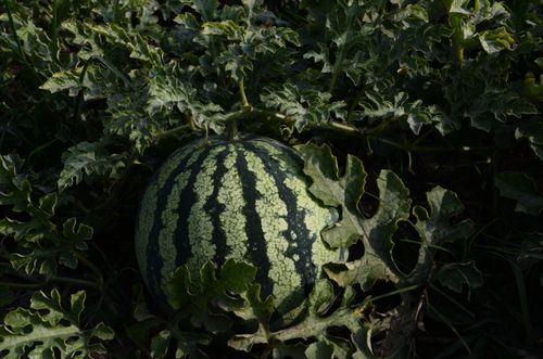 Free A fresh watermelon growing amidst dark green leaves, showcasing natural beauty. Stock Photo