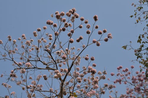 Free Foto stok gratis alam, berbunga, berwarna merah muda Stock Photo