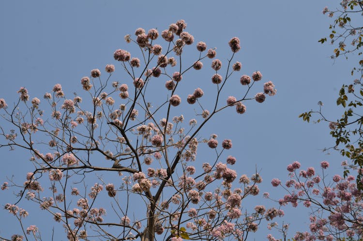 Pink Blooming Tree On Blue Sky Background