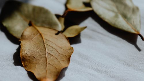 Free Detailed view of dry brown leaves resting on textured white fabric. Stock Photo