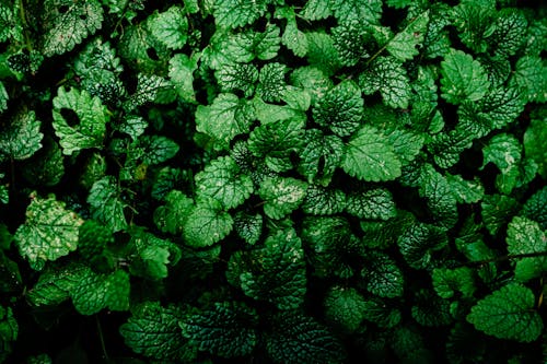 Бесплатное стоковое фото с зеленый, крупный план, листья