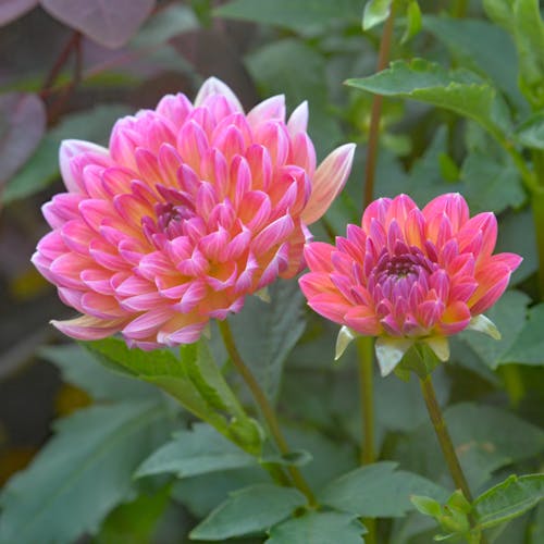 Free stock photo of pink chrysanthemum