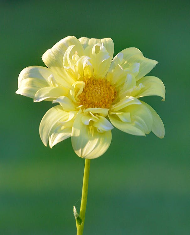 Yellow Petaled Flowering Plant