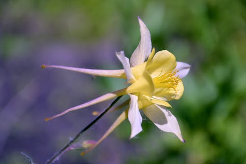 Fotobanka s bezplatnými fotkami na tému aquilegia, flóra, krásny