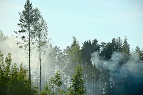 Trees in Fog against Blue Sky