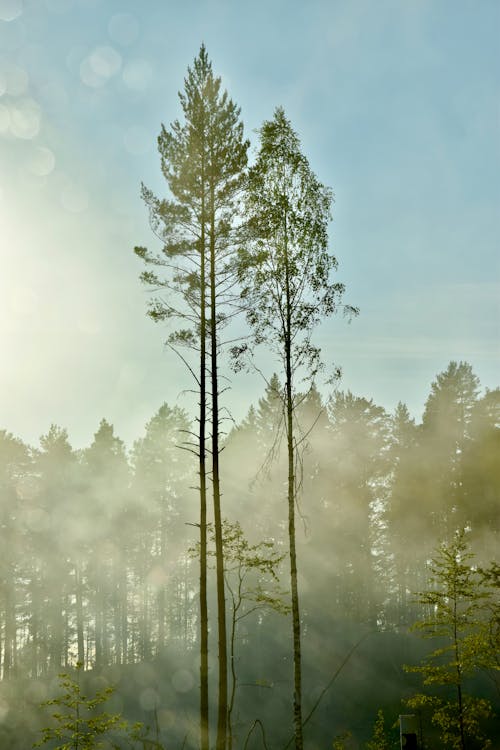 Základová fotografie zdarma na téma krása v přírodě, les, rozbřesk