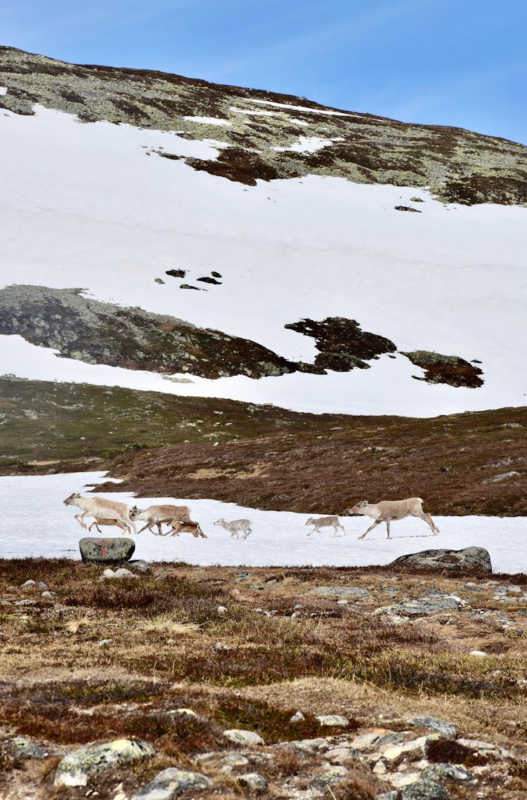 Deer Family Moving Across Snowy Mountains