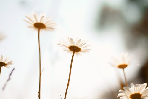 White Daisy Flowers in Close-Up Photography