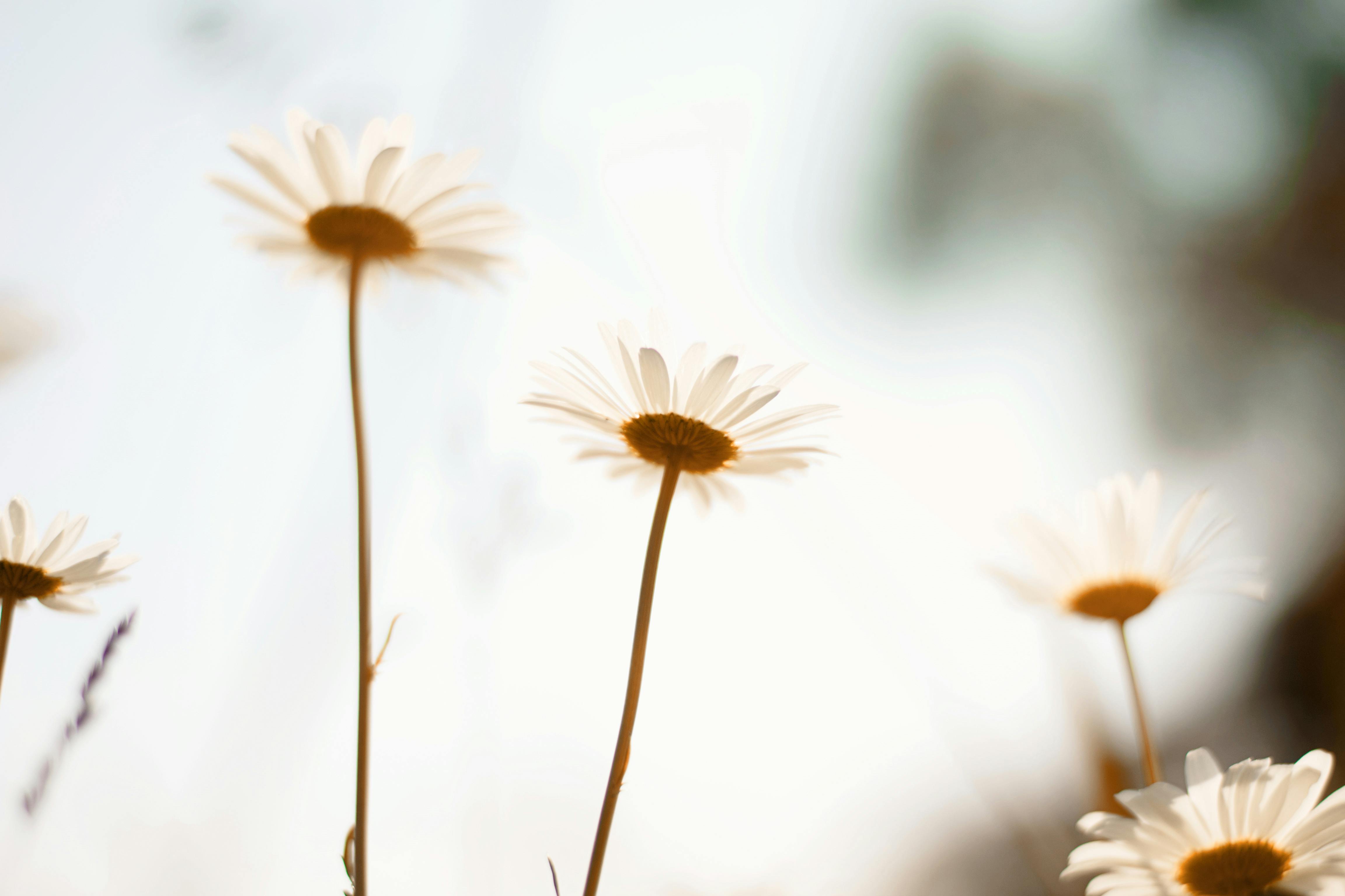 White Daisy · Free Stock Photo