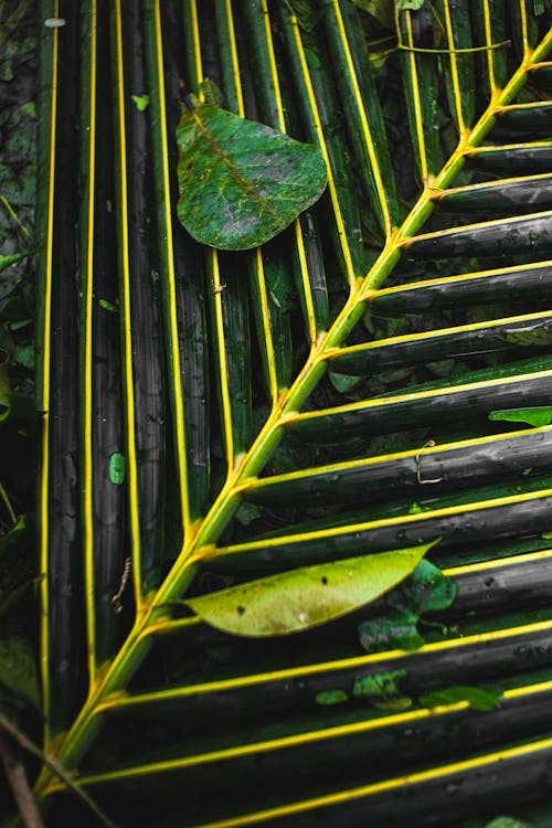 From above of wet green small leaves on exotic palm leaf growing in tropical forest in summer day