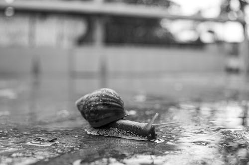 Free Black and white of small snail with shell crawling on wet road in rainy day in town street Stock Photo