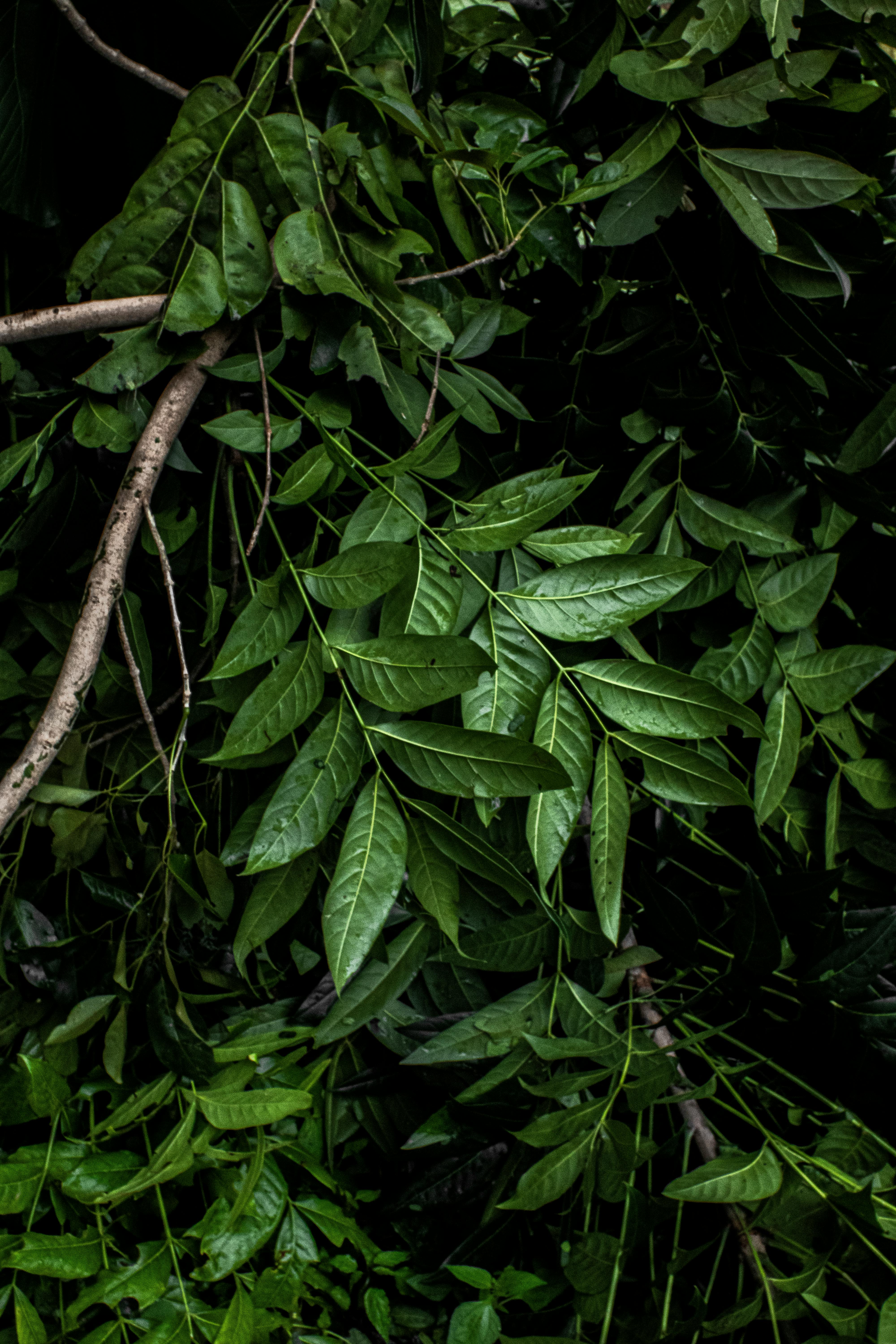 How many endings do the forest have?