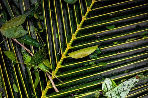 From above of wet green small twigs and leaves on big exotic palm leaf in tropical forest in summer day