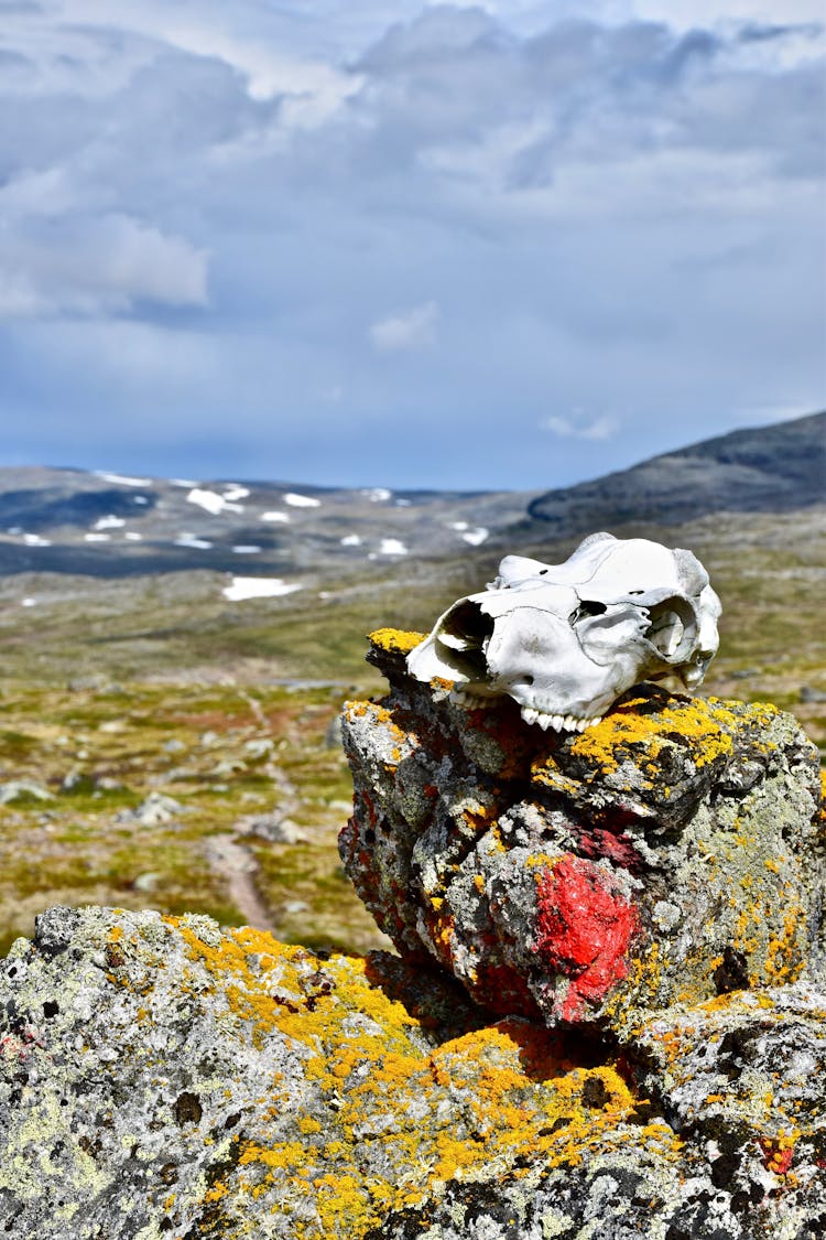 Photo Of A White Skull On A Rock