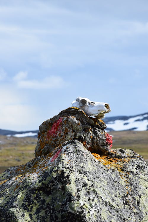 A White Skull on Top of a Rock