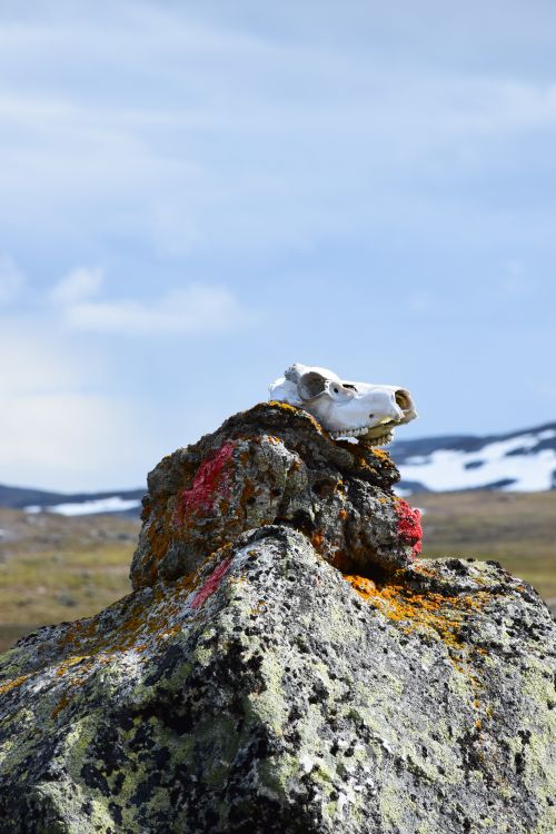 Free Animal skull resting on lichen-covered rock in a mountainous landscape. Stock Photo