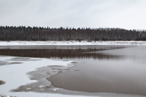 Gratis stockfoto met bevroren, bomen, gebied met water