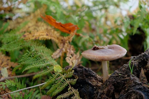 Free stock photo of autumn, forest, forest mushroom Stock Photo