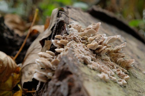 Free stock photo of autum, autumn forest, forest mushroom Stock Photo