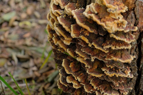 Free stock photo of autumn, autumn forest, forest mushroom Stock Photo