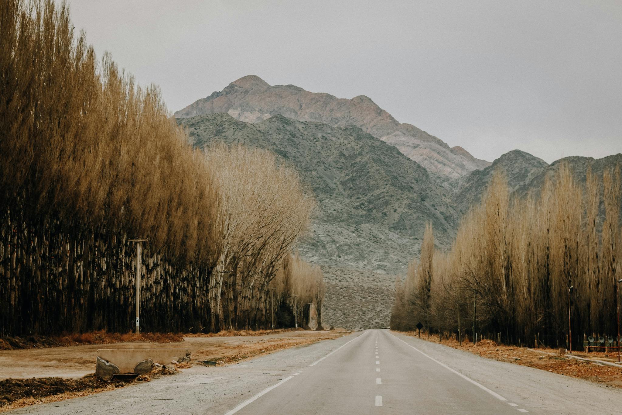 asphalt road among forest in mountainous terrain
