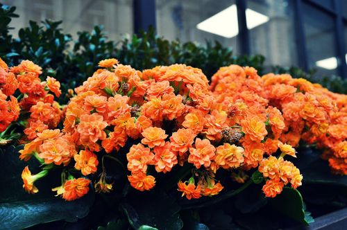 Free Close-up of vibrant orange flowers blooming outdoors, showcasing delicate petals and lush growth. Stock Photo