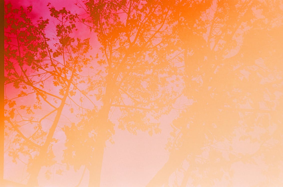 ฟรี คลังภาพถ่ายฟรี ของ ซิลูเอตต์, ต้นไม้, พร่ามัว คลังภาพถ่าย