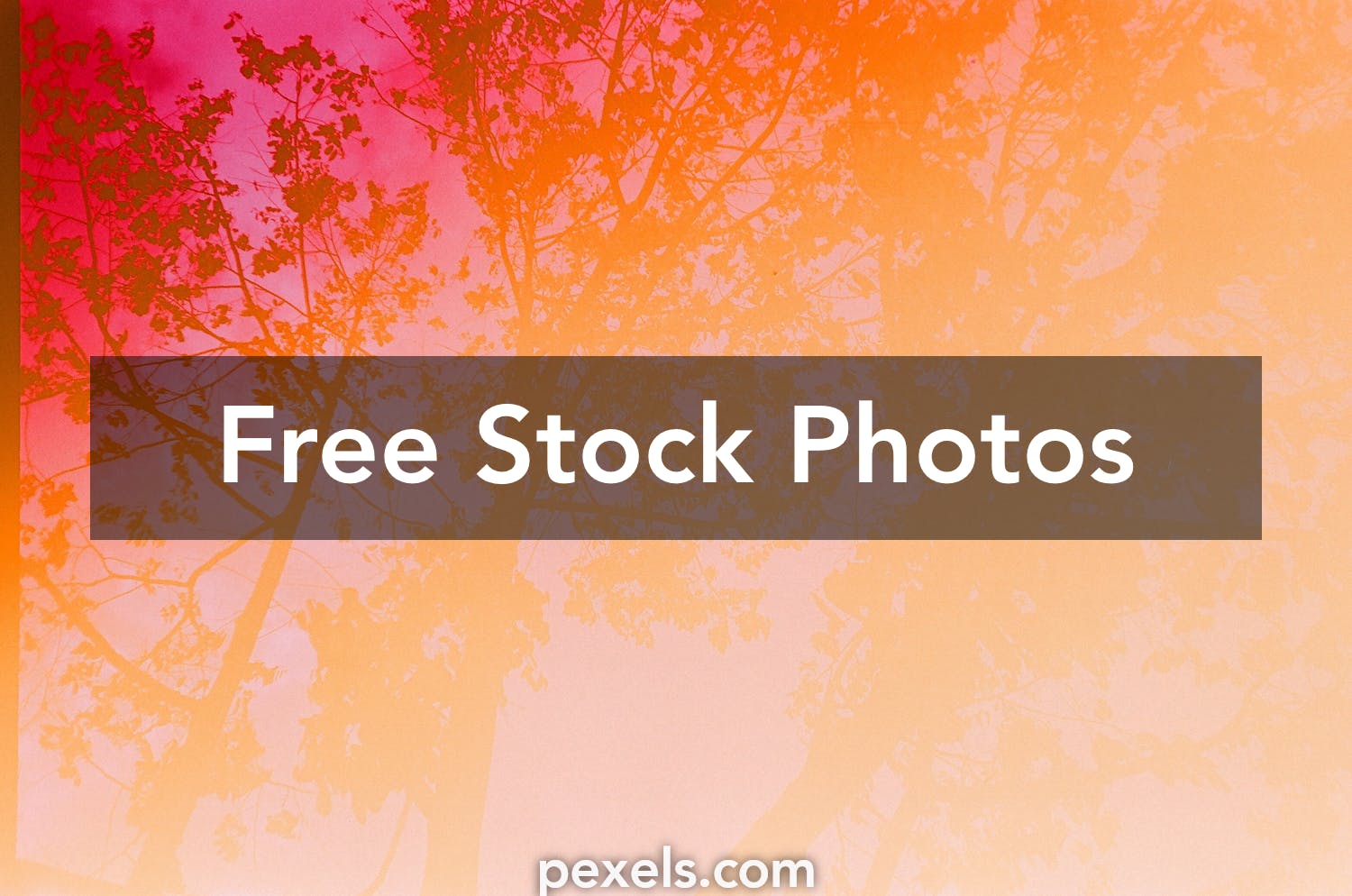 1000 Great Banner Background Photos Pexels Free Stock Photos