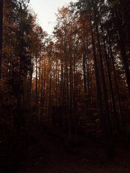 Serene view of tall trees in a dense autumn forest with soft evening light filtering through.