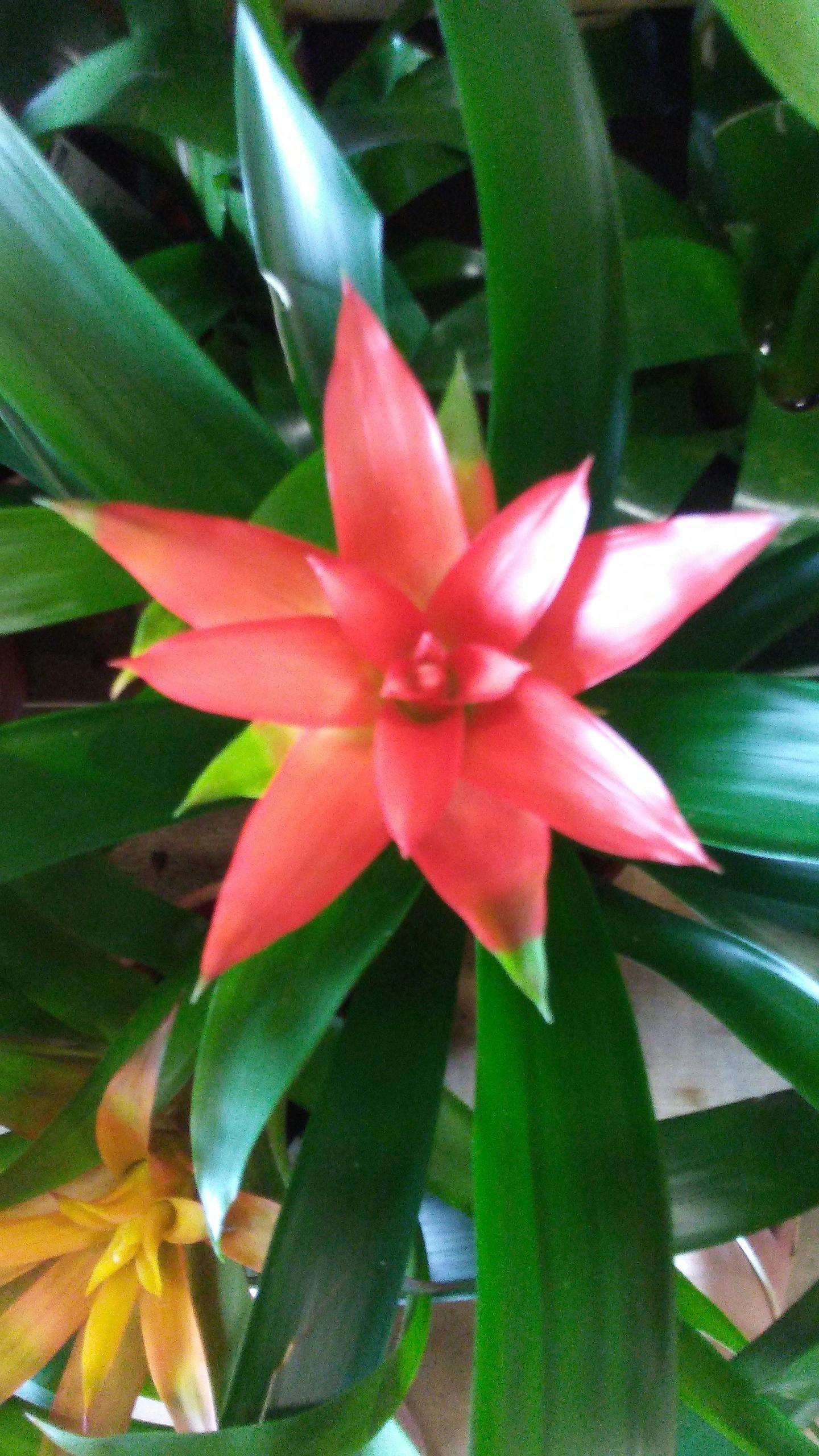 Photo Gratuite De Fleur Rouge Plante Tropicale